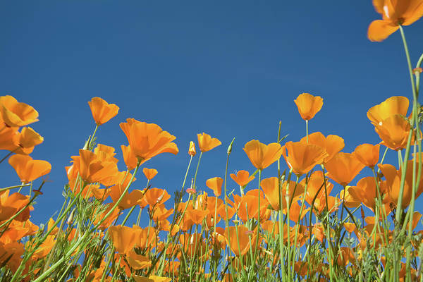 Debora Dress in California Golden Poppy